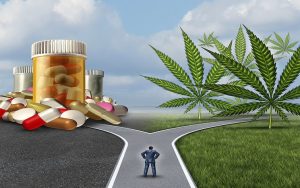 cannabis vs drugs