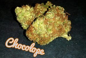 Chocolope-strain