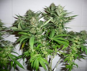 Indoor-flowering-of-Cannabis-Sativa