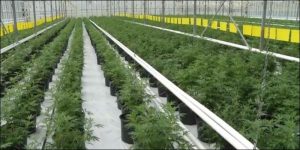 plant cannabis biggest