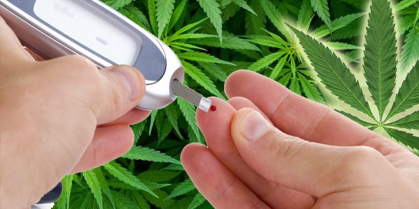 Medyczna marihuana lekiem na cukrzyce? Oto trzy odmiany, które mogą okazać się zbawienne dla diabetyków