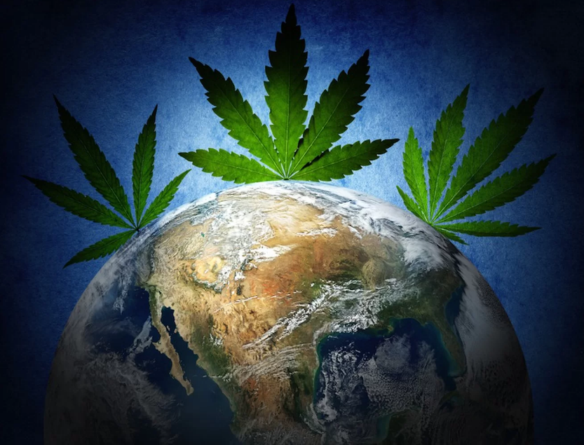 Czy to już? ONZ i WHO chcą dekryminalizacji posiadania marihuany