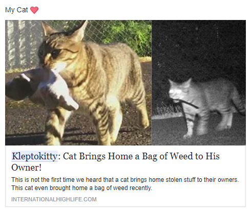 Kot, który przyniósł do domu torbę zioła! Kto by nie chciał takiego?