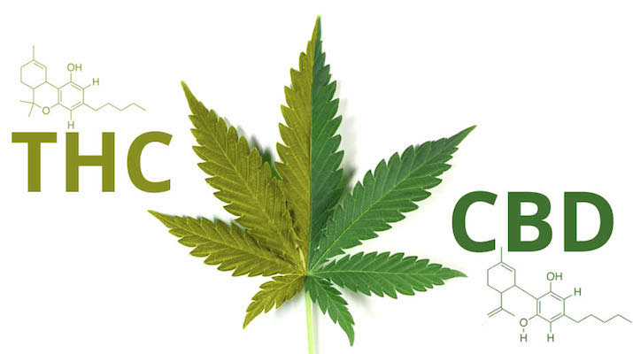 greenrushdaily-CBD-vs-THC