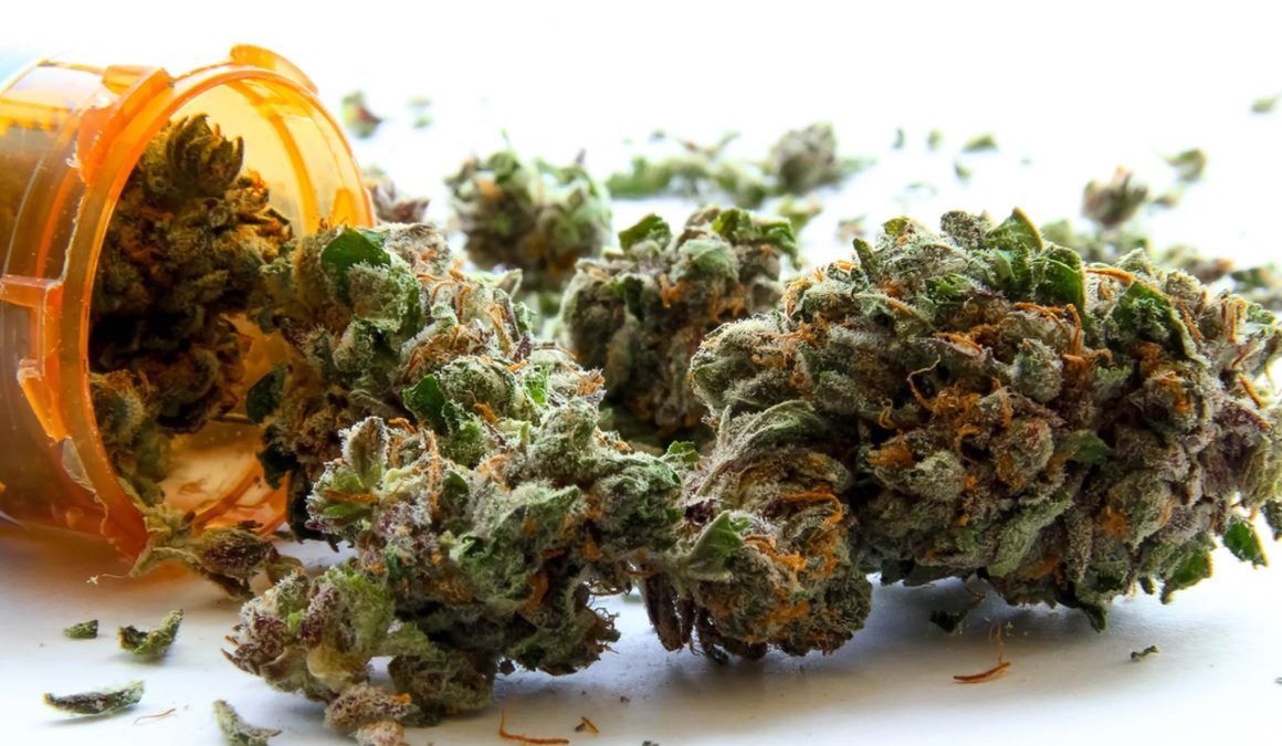 5 medycznych odmian marihuany o największym stężeniu CBD