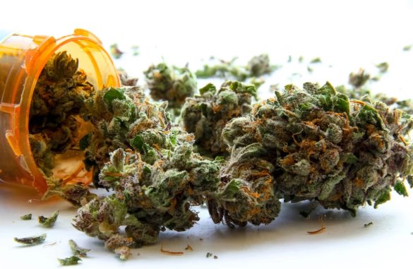 medyczne odmiany marihuany