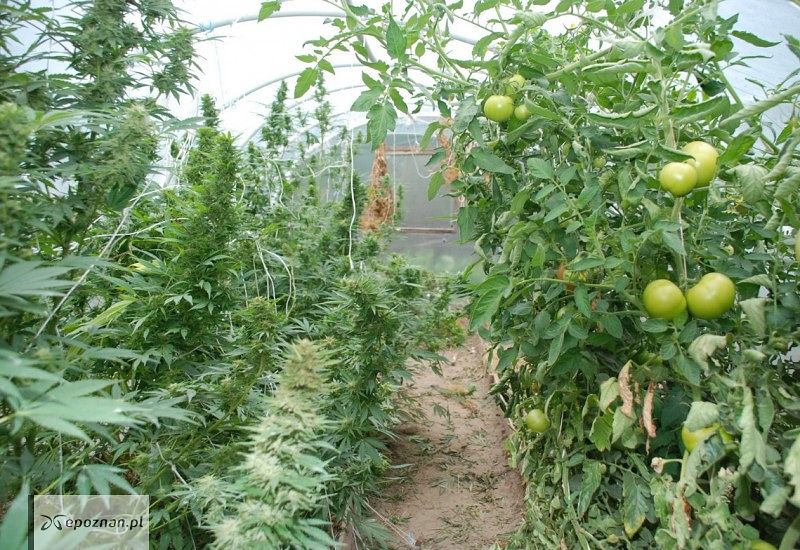 Uprawa marihuany na plantacji pomidorów