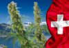 Szwajcaria: 5000 obywateli będzie legalnie palić marihuanę