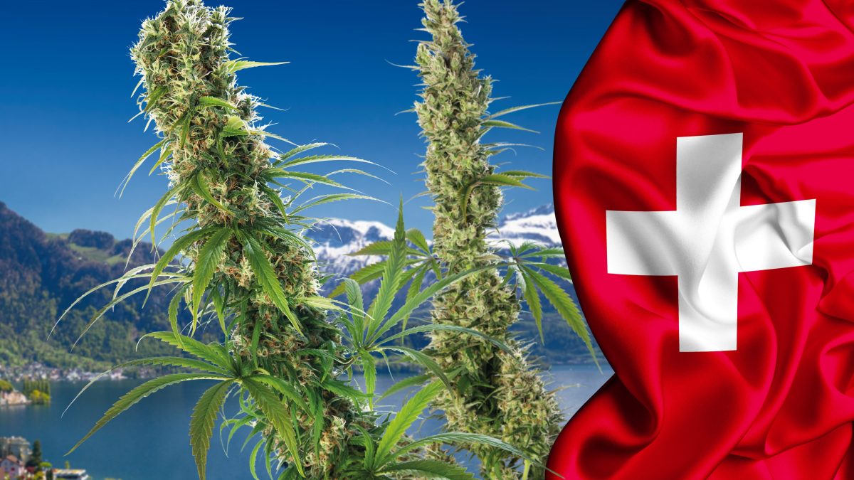 Szwajcaria: 5000 obywateli będzie legalnie palić marihuanę – w ramach badań