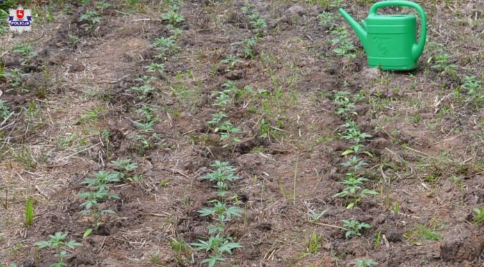 Młodzi „plantatorzy” uprawiali 150 krzewów konopi. Wpadli, gdy je podlewali