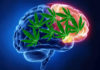 cerebrastenia pourazowa cannabis