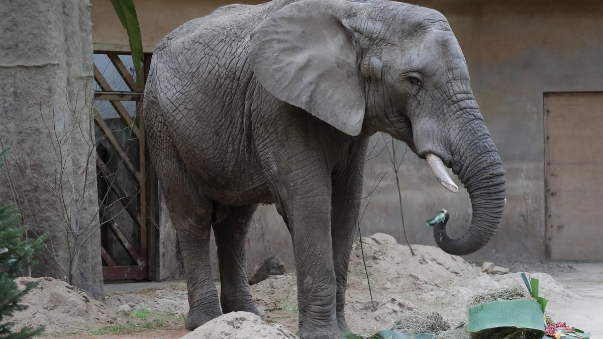 Podają CBD słoniom z Warszawskiego Zoo! [VIDEO]