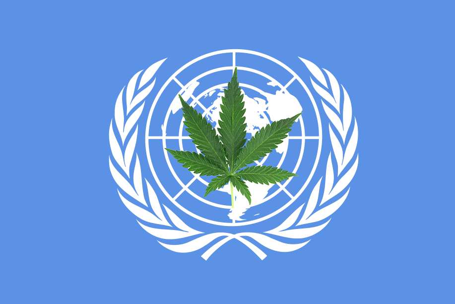 ONZ wykreśliło marihuanę z IV tabeli zmieniając jej klasyfikację