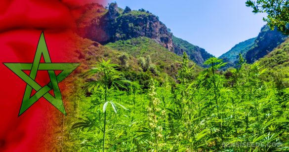Maroko zalegalizuje marihuanę