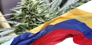 kolumbia liderem w eksporcie marihuany