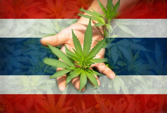 tajlandia legalizuje marihuane