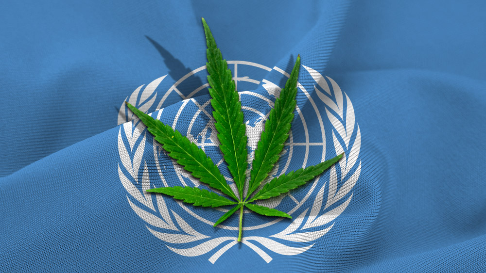 Raport ONZ: legalizacja zwiększyła konsumpcję marihuany