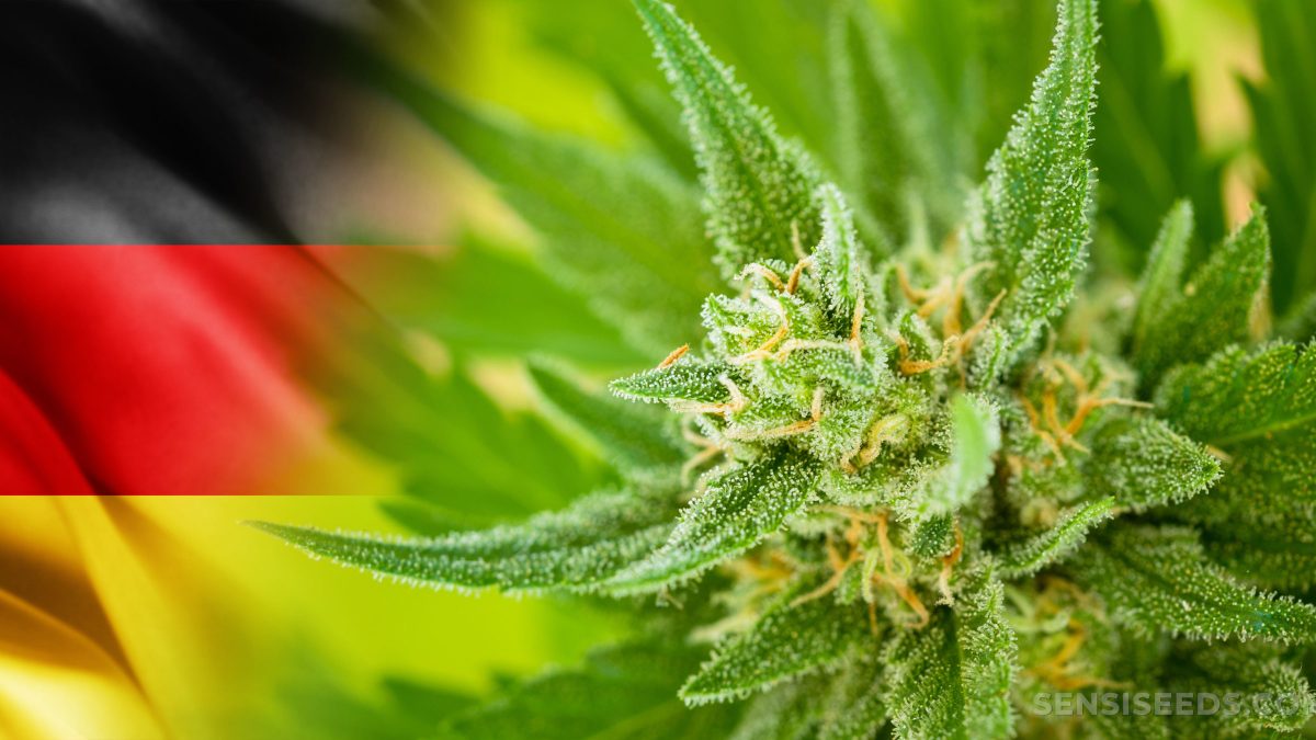 Depenalizacja marihuany w Niemczech. W projekcie między innymi posiadanie do 20 gramów i limity THC…