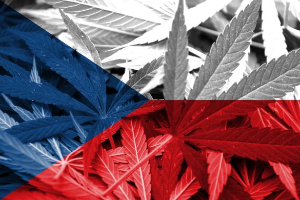 Czechy zalegalizują marihuanę