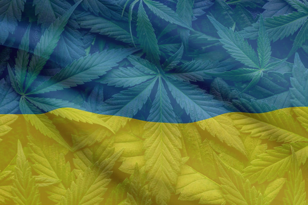 Projekt legalizacji medycznej marihuany na Ukrainie zatwierdzony