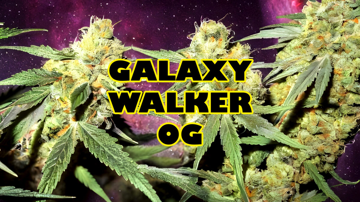 Galaxy Walker OG od S-Lab jest już dostępny w aptekach.