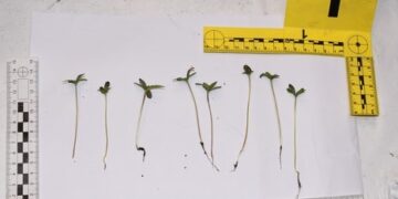 marihuana debno plantacja